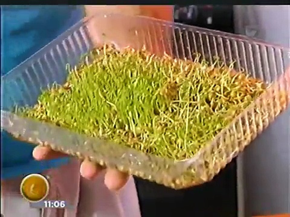 COMO HACER GERMINADOS DE LENTEJAS