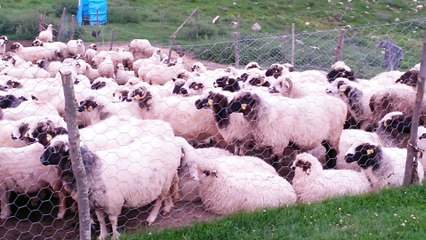 Yaylada koyun sağma 20150723