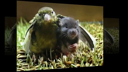 Animal Friends - You Got a Friend in Me