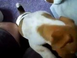 Jack Russell Puppies - Playtime 4