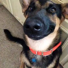 sonrisa perruna