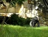 Gorilla Pranks Zoo Workers