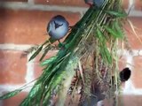 Lavender Finches enjoying fresh grasses. 101_5354.MOV