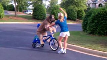 Dog Riding A Bicycle