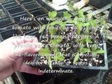 Transplanting Tomatoes