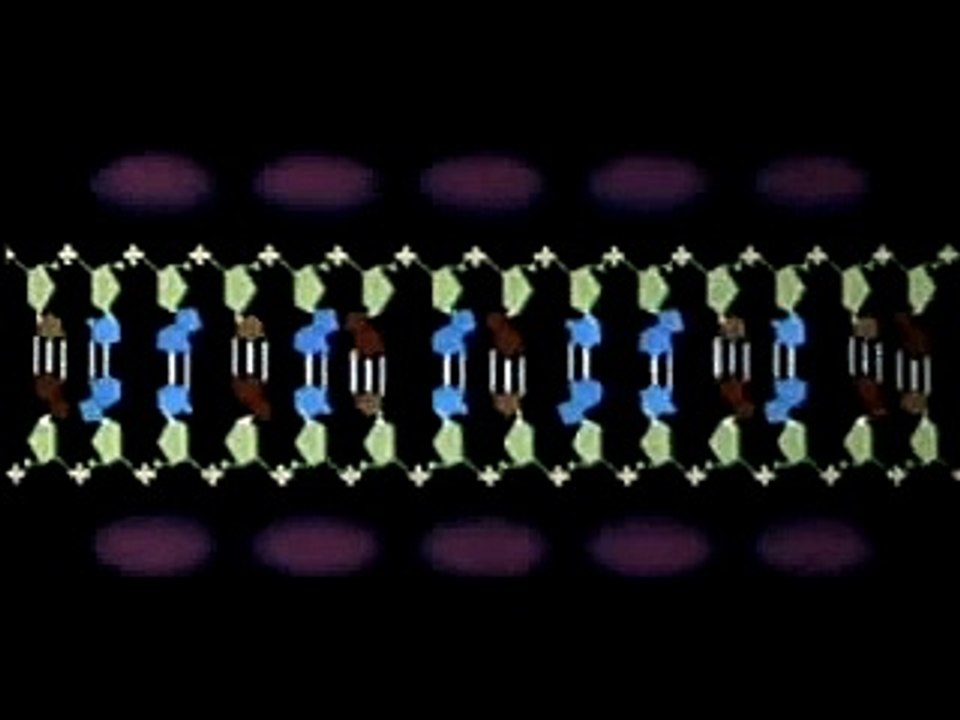 DNA Replication Animation