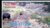 Animal Fights   Wild Boar Attacks Hunting Dogs Documentary hd 720p