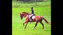 Wolkenviolett 2010 Hanoverian mare ~ 7 months under saddle