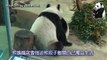 20141217  上午日誌：熊孩子長大了 The Giant Panda Yuan Zai and Yuan Yuan