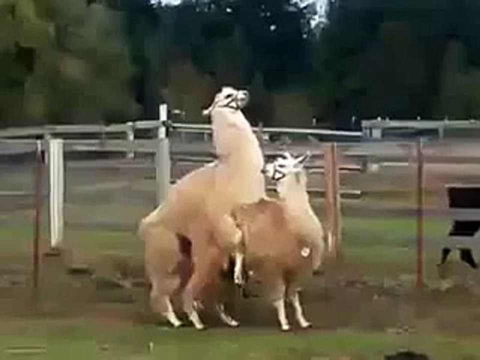 How to Mate Lama
