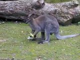 Emus fressen Schuhe und auf was stehen Kängurus ???