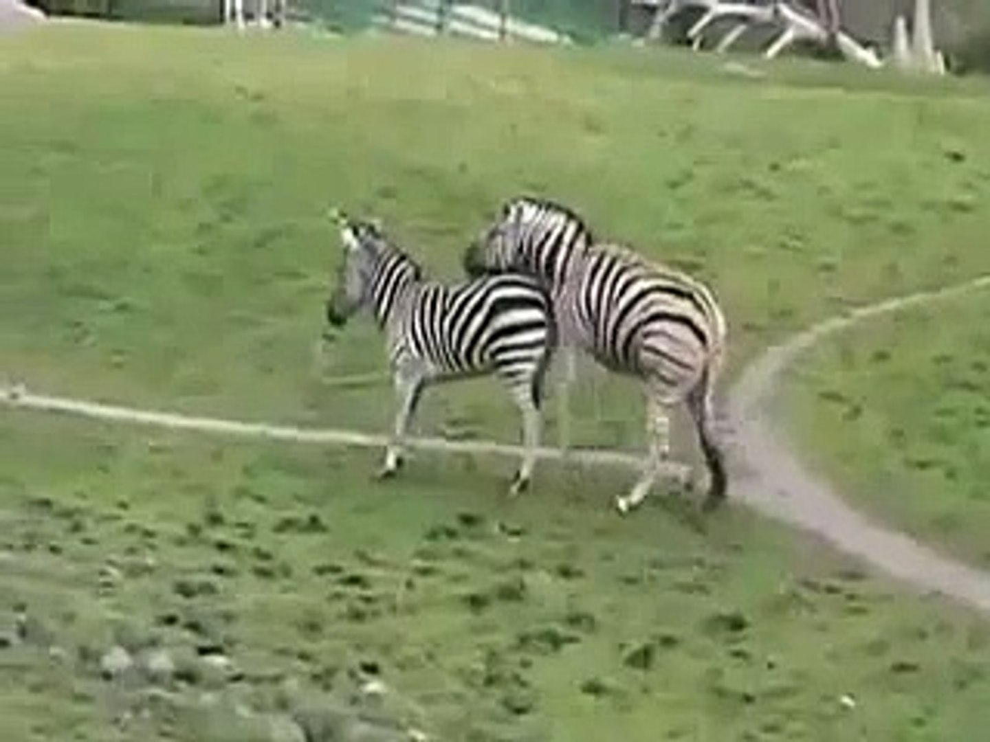 ⁣Zebras Funy mate~1