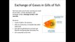 AS Biology Unit 2 Revision (AQA) - Gas Exchange in Gills of Fish