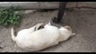 Elephant Tries to Wake Up Sleeping Dog   Funny dog videos 2013