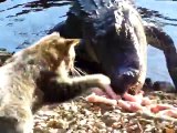 Chat courageux contre crocodile affamé...