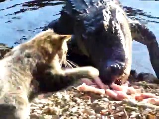 Angry cat VS Hungry crocodile