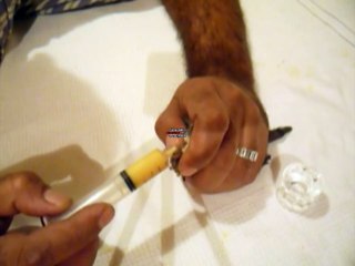 O filhotinho que caiu do ninho em uma tempestade.