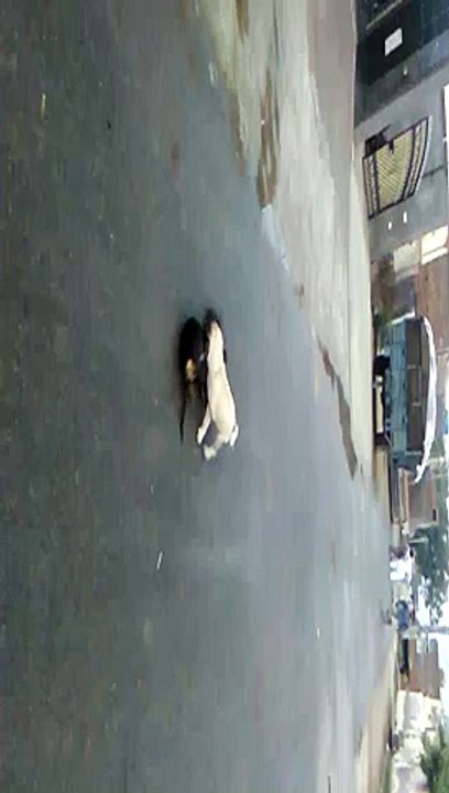 dog larde