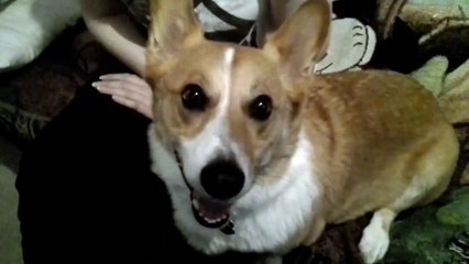 Ce chien déteste qu'on maltraite son maitre