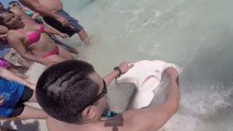 Man removes hooks from injured hammerhead shark's mouth