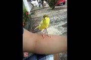 wow awsome bird