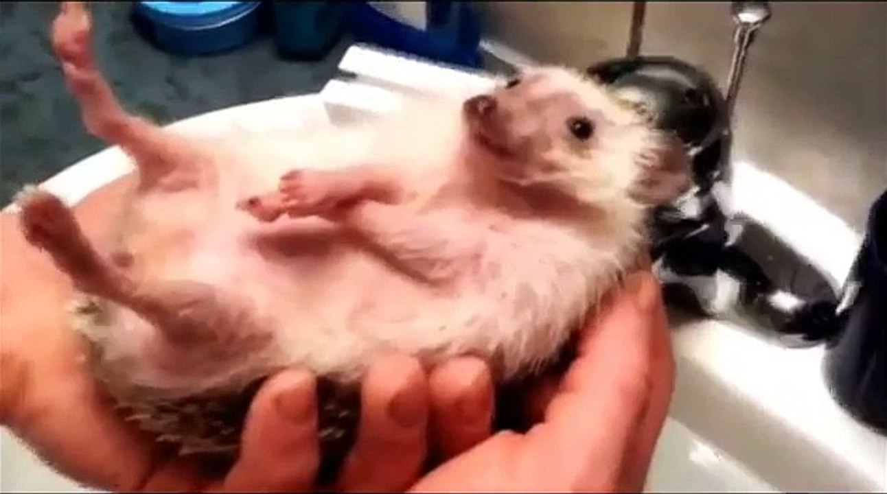 Top Funny Animal Videos Hot Full HD 2015