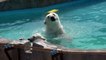 Lara the polar bear and her female cub enjoy their Friday afternoon in the water, at Sapporo Maruyama Zoo, Japan