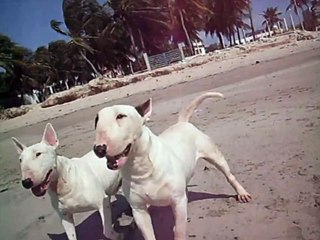 Ataque de cão da Raça Bull Terrier na Praia, Pânico no 7 de Setembro