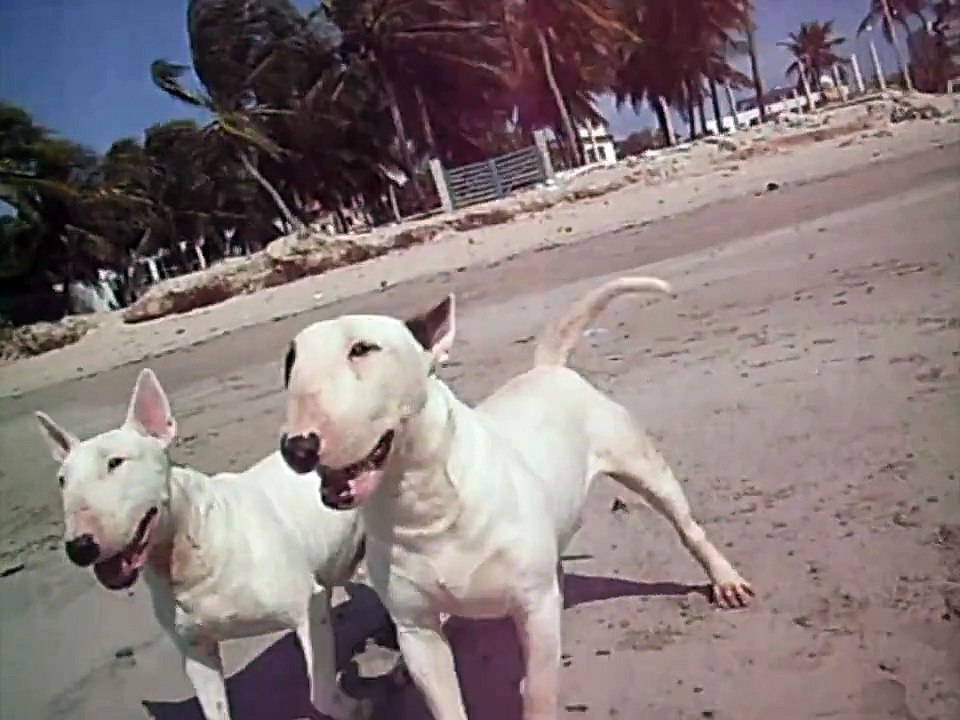 Ataque de cão da Raça Bull Terrier na Praia, Pânico no 7 de Setembro