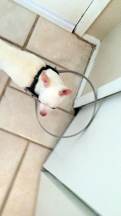 Ce chien aveugle se guide grâce à un bumper fait maison - Trop mignon