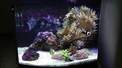 Desjardini Sailfin Tang Recovery in Nano Cube