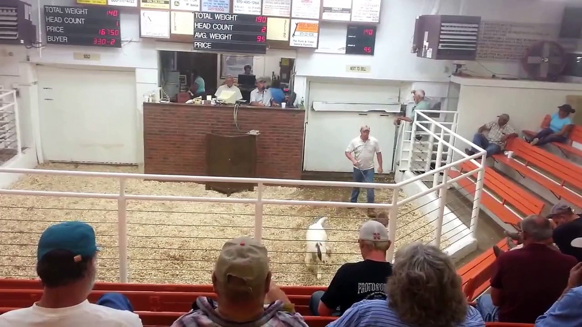 ⁣Boer Goats Centennial Livestock Auction