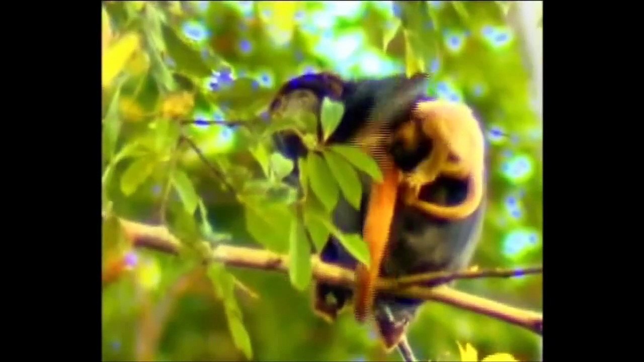 Macacos Brasileiros