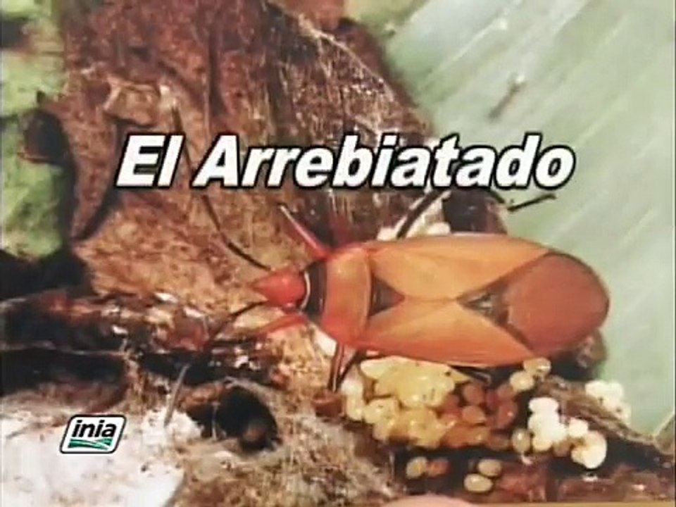 CULTIVO DE ALGODON: PLAGAS Y ENFERMEDADES