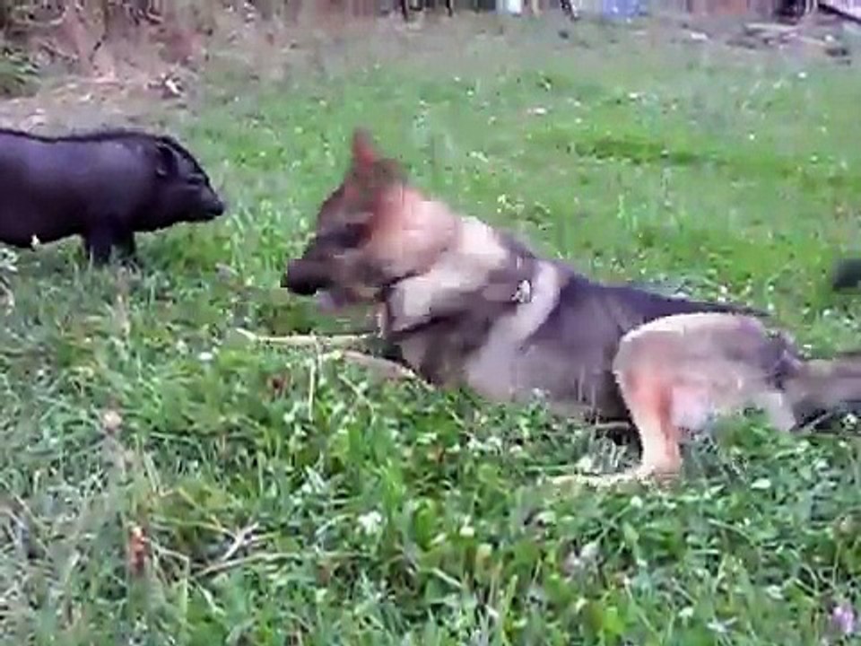 perro jugando con jabali y cerdo vietnamita