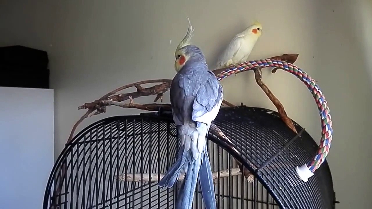 New Cockatiel!