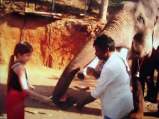 World Animal Day by Roos Kooiker