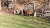 suri alpacas crias playing and runing and shining and jumping in the sun 2011 Germany