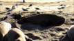 Elephant Seal Birth 1/1/15 Piedras Blancas Rookery