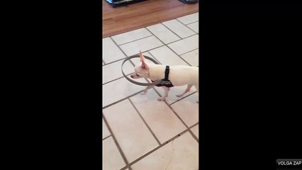 Ce chien aveugle se guide grâce à un bumper fait maison
