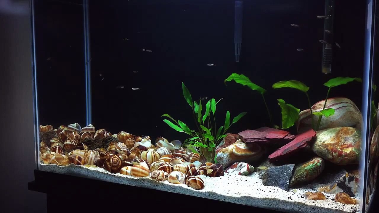 29g Lake Tanganyika Aquarium