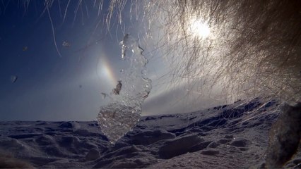 Les premiers pas d'un ourson polaire sur la banquise