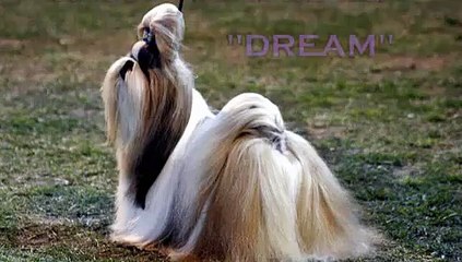 Cachorros Shih Tzu Marzo 2011