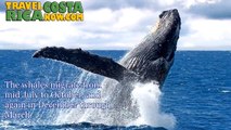 Playa Uvita, Marino Ballena National Park, Costa Rica Whale Watching