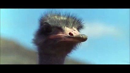 Amazing Birds - Nuture Videos