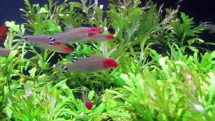 Fish And Other Sea Creatures Swimming To Music