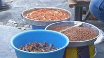 Le Congo se tourne vers la culture d'insectes pour lutter contre la faim.