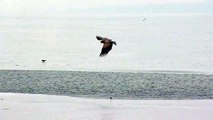 Havørn jager - Se den overraskende slutning! Sea Eagle hunts