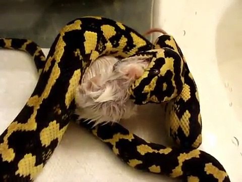 Jungle Carpet Python Feeding 3-30-2009