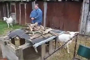 Funny Fainting Goats